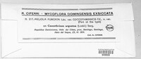 Meliola furcata image